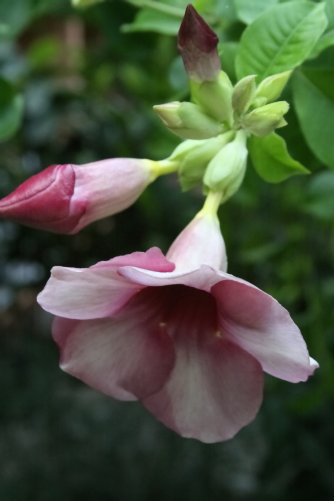20090907 525